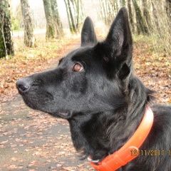 Подробнее об объявлении «Пропала собака Можайск» Фото: пропала собака Немецкая овчарка «Пропала собака Можайск» в г. Можайск