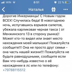 Подробнее об объявлении «Севастополь Пропала собака» Фото: пропала собака Такса «Севастополь Пропала собака» в г. Севастополь
