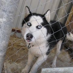 Подробнее об объявлении «Александров Пропала собака кобель сибирский хаски, возр. 2 года, самец бим» Фото: пропала собака Сибирская хаски «Александров Пропала собака кобель сибирский...» в г. Александров