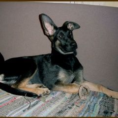 Подробнее об объявлении «Белые Столбы Пропала собака метис немецкой овчарки» Фото: пропала собака  «Белые Столбы Пропала собака метис немецкой овчарки» в г. Белые Столбы