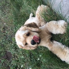 Подробнее об объявлении «Пропала собака кобель Самара» Фото: пропала собака Американский кокер-спаниель «Пропала собака кобель Самара» в г. Самара