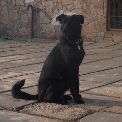 Подробнее об объявлении «Пропала собака кобель Дзержинск» Фото: пропала собака  «Пропала собака кобель Дзержинск» в г. Дзержинск