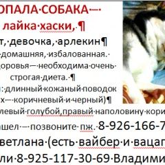 Подробнее об объявлении «Малаховка Пропала собака хаски, девочка 9 лет на мэзе» Фото: пропала собака Сибирская хаски «Малаховка Пропала собака хаски, девочка 9 лет...» в г. Малаховка