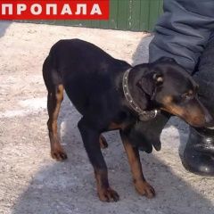 Подробнее об объявлении «Волгоград Пропала собака» Фото: пропала собака Ягд-терьер «Волгоград Пропала собака» в г. Волгоград