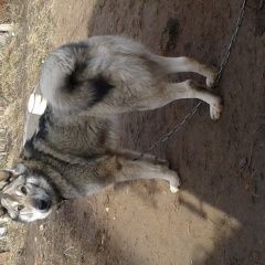 Подробнее об объявлении «Иваново Пропала собака кобель» Фото: пропала собака  «Иваново Пропала собака кобель» в г. Иваново