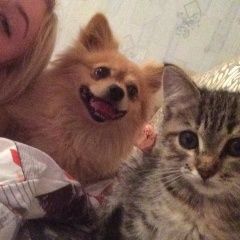 Подробнее об объявлении «Пенза Пропала собака кобель» Фото: пропала собака Померанский шпиц «Пенза Пропала собака кобель» в г. Пенза