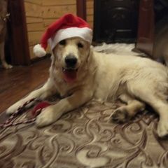 Подробнее об объявлении «Кокошкино Пропала собака ретривер» Фото: пропала собака Голден ретривер «Кокошкино Пропала собака ретривер» в г. Кокошкино