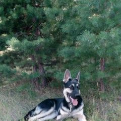 Подробнее об объявлении «Минусинск Пропала собака кобель» Фото: пропала собака Восточно-европейская овчарка «Минусинск Пропала собака кобель» в г. Минусинск