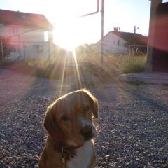 Подробнее об объявлении «Симферополь Пропала собака кобель» Фото: пропала собака  «Симферополь Пропала собака кобель» в г. Симферополь