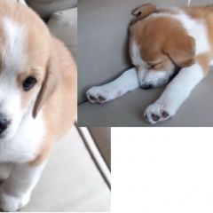 Подробнее об объявлении «Афипский Пропала собака» Фото: пропала собака  «Афипский Пропала собака» в г. Афипский