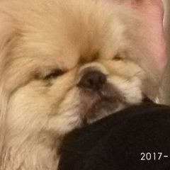 Подробнее об объявлении «Пропала собака кобель Новосибирск» Фото: пропала собака Пекинес «Пропала собака кобель Новосибирск» в г. Новосибирск