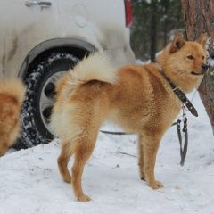 Подробнее об объявлении «Александров Пропала собака» Фото: пропала собака  «Александров Пропала собака» в г. Александров