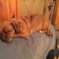 Подробнее об объявлении «Конаково Пропала собака поселок новозавидовский» Фото: пропала собака  «Конаково Пропала собака поселок новозавидовский» в г. Конаково