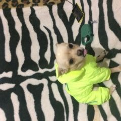 Подробнее об объявлении «Омск Пропала собака кобель» Фото: пропала собака Чихуахуа «Омск Пропала собака кобель» в г. Омск