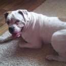 Подробнее об объявлении «Воронеж Пропала собака» Фото: пропала собака Американский бульдог «Воронеж Пропала собака» в г. Воронеж