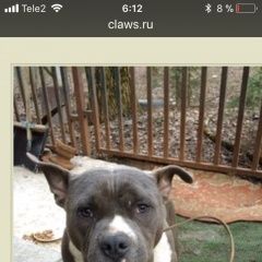 Подробнее об объявлении «Пропала собака кобель бойцовой породы Троицк» Фото: пропала собака Американский стаффордширский терьер «Пропала собака кобель бойцовой породы Троицк» в г. Троицк