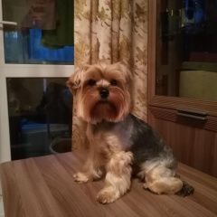 Подробнее об объявлении «Хабаровск Пропала собака йорк, девочка» Фото: пропала собака Йоркширский терьер «Хабаровск Пропала собака йорк, девочка» в г. Хабаровск