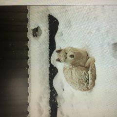 Подробнее об объявлении «Белореченск Пропала собака кобель хаски» Фото: пропала собака Сибирская хаски «Белореченск Пропала собака кобель хаски» в г. Белореченск