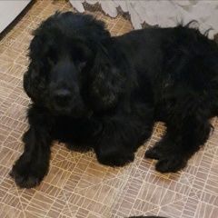 Подробнее об объявлении «Пропала собака Орехово-Зуево» Фото: пропала собака  «Пропала собака Орехово-Зуево» в г. Орехово-Зуево