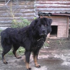 Подробнее об объявлении «Конаково Пропала собака кобель» Фото: пропала собака  «Конаково Пропала собака кобель» в г. Конаково