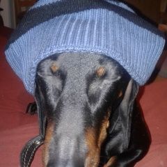 Подробнее об объявлении «Богородск Пропала собака кобель такса в д. березовка» Фото: пропала собака Такса «Богородск Пропала собака кобель такса в д....» в г. Богородск