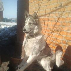 Подробнее об объявлении «Прокопьевск Пропала собака помогите найти собаку. 7 декабря» Фото: пропала собака Западно-сибирская лайка «Прокопьевск Пропала собака помогите найти...» в г. Прокопьевск