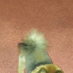 Подробнее об объявлении «Пропала собака кобель шпиц Нижний Новгород» Фото: пропала собака Померанский шпиц «Пропала собака кобель шпиц Нижний Новгород» в г. Нижний Новгород