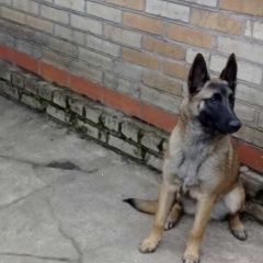 Подробнее об объявлении «Старый Оскол Пропала собака бельгийская овчарка» Фото: пропала собака Бельгийская овчарка «Старый Оскол Пропала собака бельгийская овчарка» в г. Старый Оскол