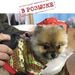 Подробнее об объявлении «Пропала собака Волгодонск» Фото: пропала собака Померанский шпиц «Пропала собака Волгодонск» в г. Волгодонск