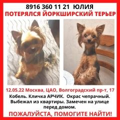 Подробнее об объявлении «Москва Пропала собака кобель» Фото: пропала собака Йоркширский терьер «Москва Пропала собака кобель» в г. Москва