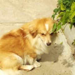 Подробнее об объявлении «Пропала собака кобель Смоленск» Фото: пропала собака  «Пропала собака кобель Смоленск» в г. Смоленск