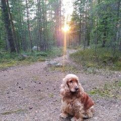 Подробнее об объявлении «Приозерск Пропала собака» Фото: пропала собака Английский кокер-спаниель «Приозерск Пропала собака» в г. Приозерск