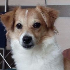 Подробнее об объявлении «Новодвинск Пропала собака» Фото: пропала собака  «Новодвинск Пропала собака» в г. Новодвинск