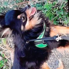 Подробнее об объявлении «Пропала собака кобель той-терьер Санкт-Петербург» Фото: пропала собака Русский той-терьер «Пропала собака кобель той-терьер Санкт-Петербург» в г. Санкт-Петербург