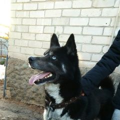 Подробнее об объявлении «Нижний Новгород Пропала собака кобель» Фото: пропала собака  «Нижний Новгород Пропала собака кобель» в г. Нижний Новгород