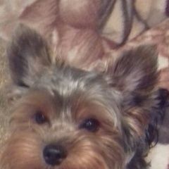 Подробнее об объявлении «Одинцово Пропала собака кобель» Фото: пропала собака Йоркширский терьер «Одинцово Пропала собака кобель» в г. Одинцово