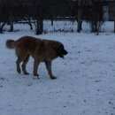 Подробнее об объявлении «Минеральные Воды Пропала собака кобель» Фото: пропала собака Леонбергер «Минеральные Воды Пропала собака кобель» в г. Минеральные Воды