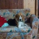 Подробнее об объявлении «Пропала собака кобель Череповец» Фото: пропала собака  «Пропала собака кобель Череповец» в г. Череповец