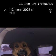 Подробнее об объявлении «Пропала собака помогите найти собаку Арзамас» Фото: пропала собака  «Пропала собака помогите найти собаку Арзамас» в г. Арзамас