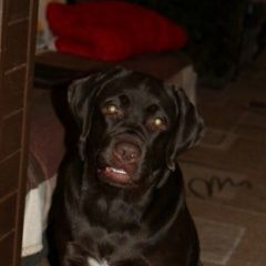 Подробнее об объявлении «Пропала собака кобель прошу помощи  Королёв (Юбилейный) (Московская обл.)» Фото: пропала собака Лабрадор ретривер «Пропала собака кобель прошу помощи  Королёв...» в г. Королёв (Юбилейный) (Московская обл.)