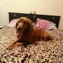 Подробнее об объявлении «Иваново Пропала собака в районе никульское» Фото: пропала собака Английский кокер-спаниель «Иваново Пропала собака в районе никульское» в г. Иваново