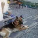 Подробнее об объявлении «Новосибирск Пропала собака кобель немецкая овчарка» Фото: пропала собака Немецкая овчарка «Новосибирск Пропала собака кобель немецкая овчарка» в г. Новосибирск