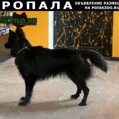 Подробнее об объявлении «Пропала собака Москва» Фото: пропала собака  «Пропала собака Москва» в г. Москва