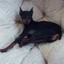 Подробнее об объявлении «Апатиты Пропала собака» Фото: пропала собака Доберман пинчер «Апатиты Пропала собака» в г. Апатиты