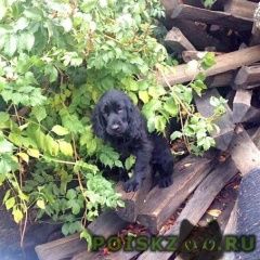 Подробнее об объявлении «Пропала собака Темрюк» Фото: пропала собака Русский охотничий спаниель «Пропала собака Темрюк» в г. Темрюк