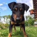 Подробнее об объявлении «Нарофоминск Пропала собака кобель убежал ягдтерьер» Фото: пропала собака Ягд-терьер «Нарофоминск Пропала собака кобель убежал ягдтерьер» в г. Нарофоминск