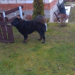 Подробнее об объявлении «Яхрома Пропала собака кобель черный окрас, порода тибетский мастиф» Фото: пропала собака Тибетский мастифф «Яхрома Пропала собака кобель черный окрас,...» в г. Яхрома