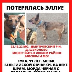 Подробнее об объявлении «Деденево Пропала собака элли» Фото: пропала собака  «Деденево Пропала собака элли» в г. Деденево