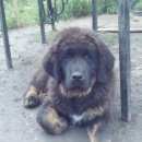 Подробнее об объявлении «Воронеж Пропала собака кобель щенок» Фото: пропала собака  «Воронеж Пропала собака кобель щенок» в г. Воронеж