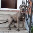Подробнее об объявлении «Новосибирск Пропала собака серо-тигровая кане - корсо девочка» Фото: пропала собака Кане-корсо «Новосибирск Пропала собака серо-тигровая кане -...» в г. Новосибирск